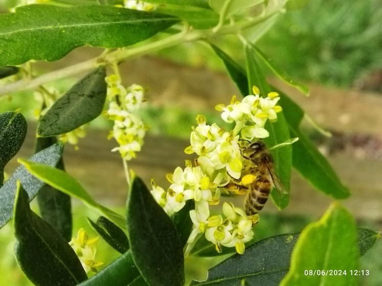 Aux frelons, Varroa, maladies et néonicotinoïdes affectant les colonies d'abeilles chaque année, s'ajoute en 2025 les conditions sèches qui risquent d'affecter leurs réserves hivernales.