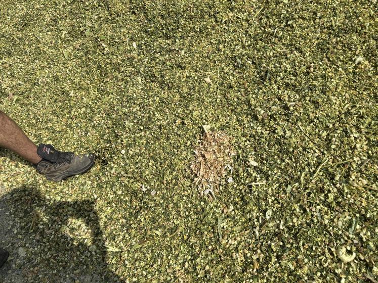 La différence entre du maïs irrigué et non irrigué (au centre) est notable.