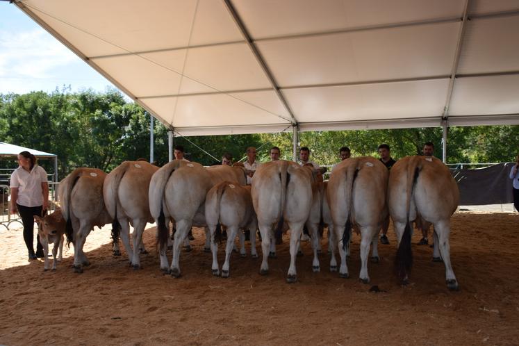 Départemental Parthenaise Lezay août 2025 prix de championnat femelle.