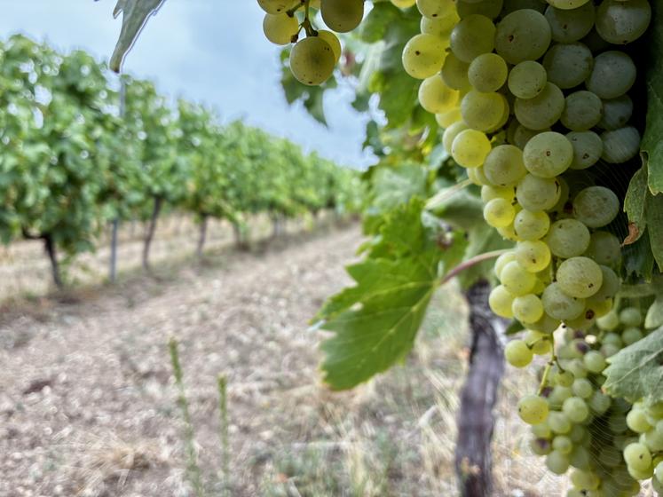 Vignes du lycée de L'Oisellerie à La Couronne. Photo prise le 21 août 2025.