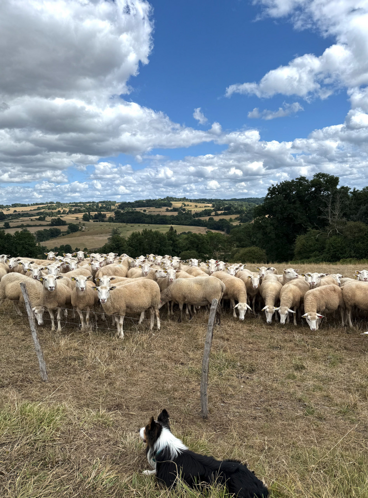 Seules les brebis maigres nécessitent un apport de concentré.