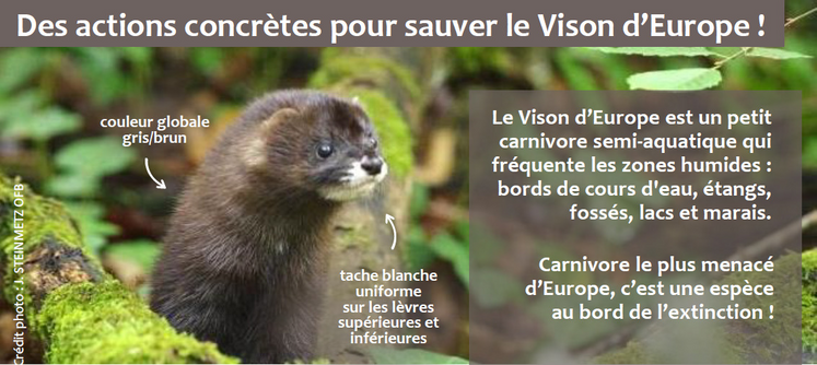 Vison d'Europe.