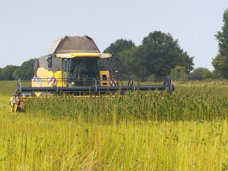 La récolte a commencé lundi 25 août, avec 8 jours d'avance.