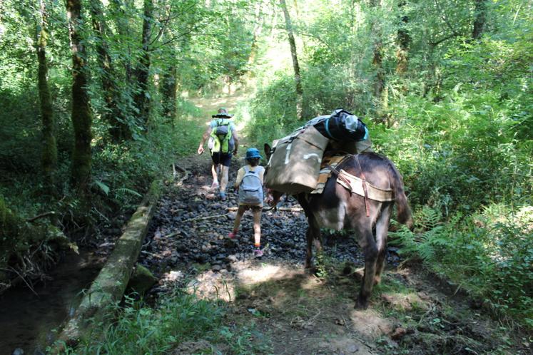 Pour traverser les ruisseaux, la patience est de mise : l'âne s'arrête pour analyser la situation avant de passer l'obstacle.
