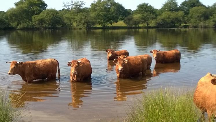 La disponibilité en eau chez les bovins doit être au moins de 15 à 18 litres/animal/minute car les animaux ne restent généralement pas sur la zone d'abreuvement si la zone pâturée en est distincte.