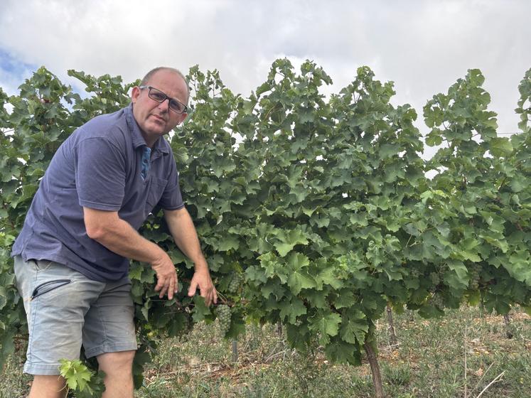 Stéphane Fleury vendanges 2005 vignes sauvignon blanc haut poitou