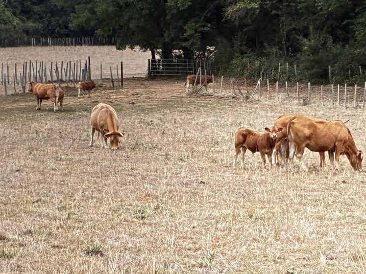Dans les prés, jaunis par l'intensité des chaleurs, les vaches peinent à trouver de quoi se nourrir.