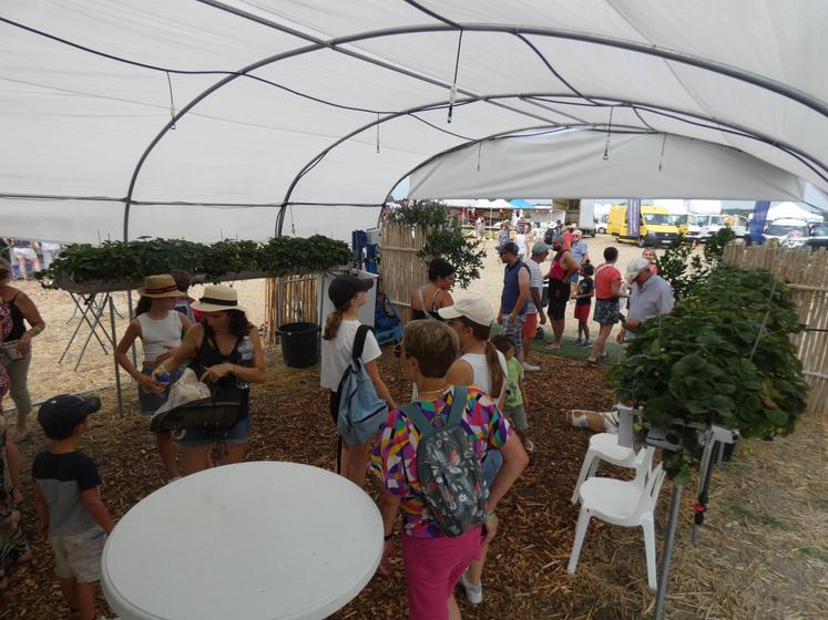 ...mais aussi des techniques de maraîchage sous abri au sein de sa serre ouverte, qui procurait une ombre bienvenue.