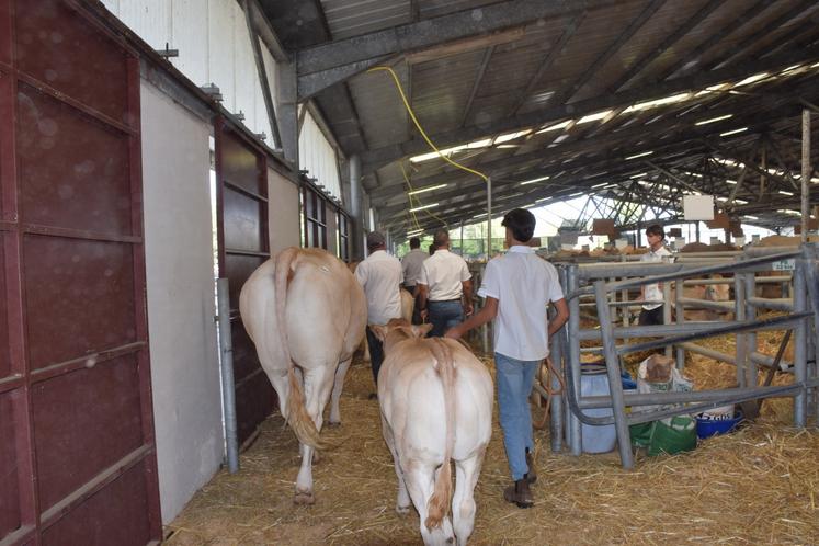 National blondes d'aquitaine Lezay 2025