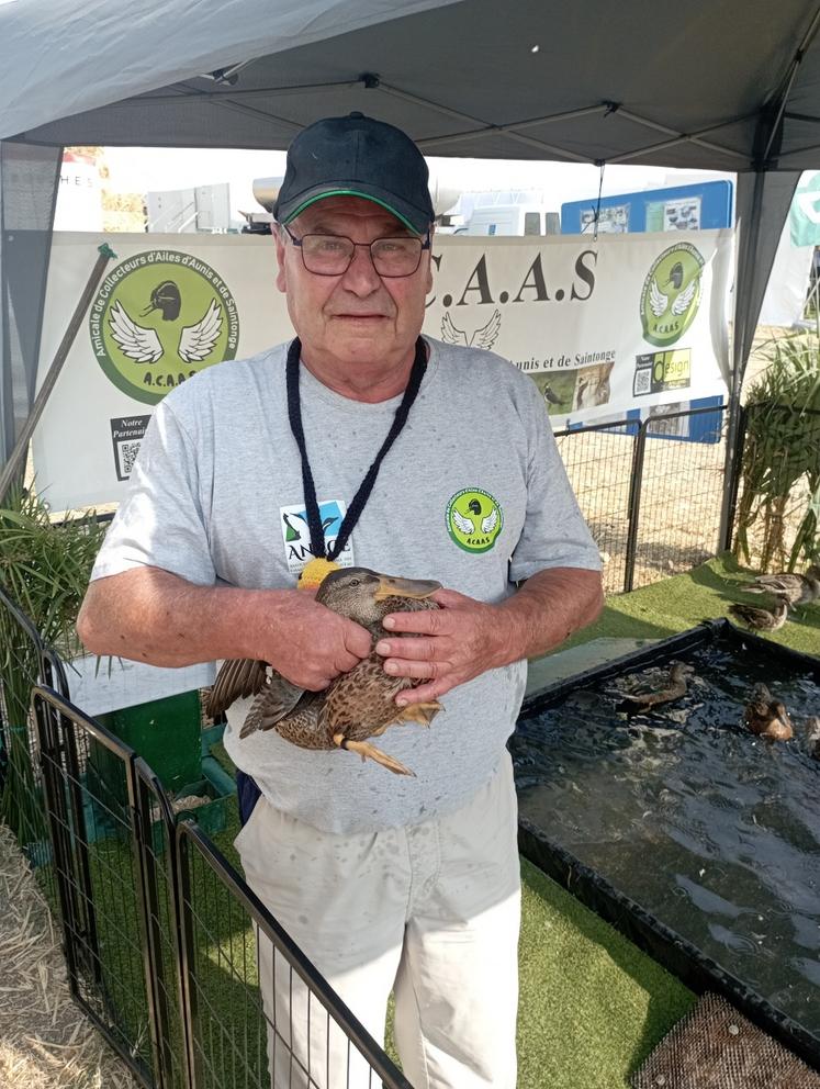 Parmi les associations présentes, celle des collecteurs d'ailes d'Aunis et de Saintonge (ACAAS) attirait l'attention avec ses canards appelants barbotant dans leur bassin. Le président de la structure, Gilles Péré, n'hésitait pas à présenter l'univers méconnu de la lecture d'ailes. "L'objectif de notre association est de réaliser un comptage démographique des différentes espèces", indique-t-il. La fédération départementale, qui compte 160 collecteurs d'ailes sur 56 communes, est très acti...