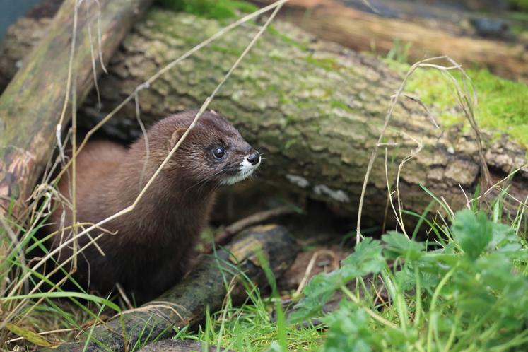 La population française est estimée à moins de 250 individus, principalement en Nouvelle-Aquitaine.