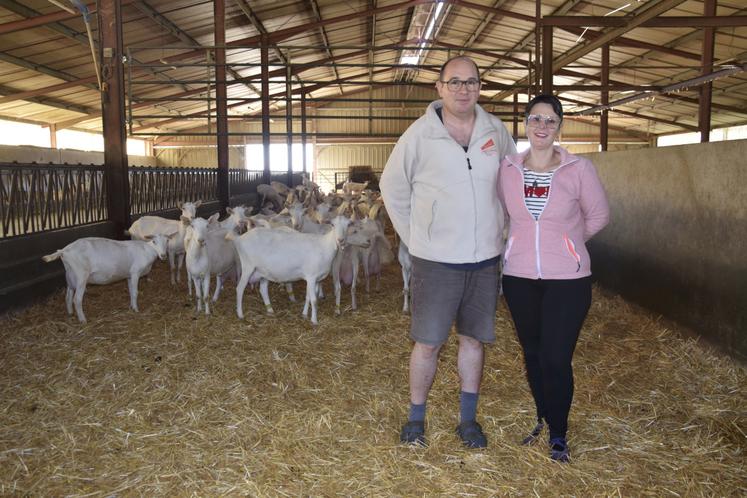 Laurent et Émeline Maigret au milieu de leurs chèvres Saanen.