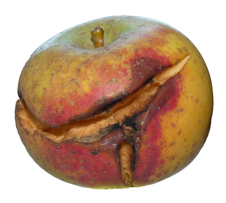 Les pommes Belchard ont souffert du climat estival : certaines ont même explosé sous l'effet successif des fortes chaleurs et des pluies.Sous l'effet de la chaleur et des pluies, certaines pommes, en particulier les Belchard, se sont fissurées et ont explosé. « Nous allons perdre beaucoup de fruits », note Issam Hachmi. « L'année partait bien, elle finit mal... »