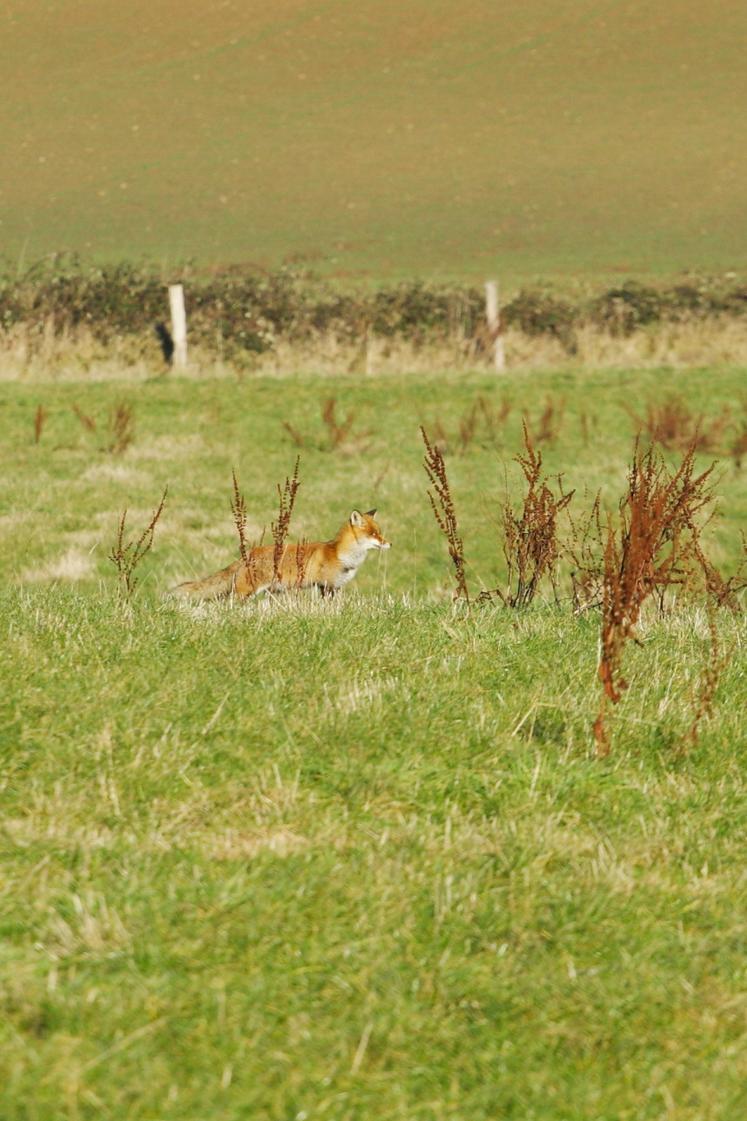 Le renard s'attaque aux volailles et aux agneaux.