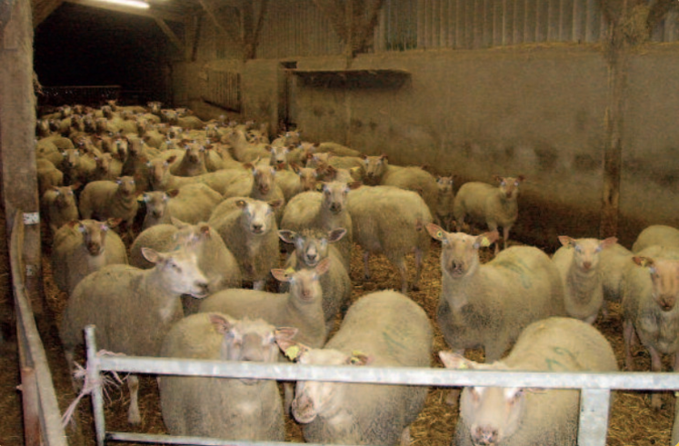 Le crédit d'impôt a notamment permis à Quentin Ganne, à Bretignolles, de travailler sur le désaisonnement.