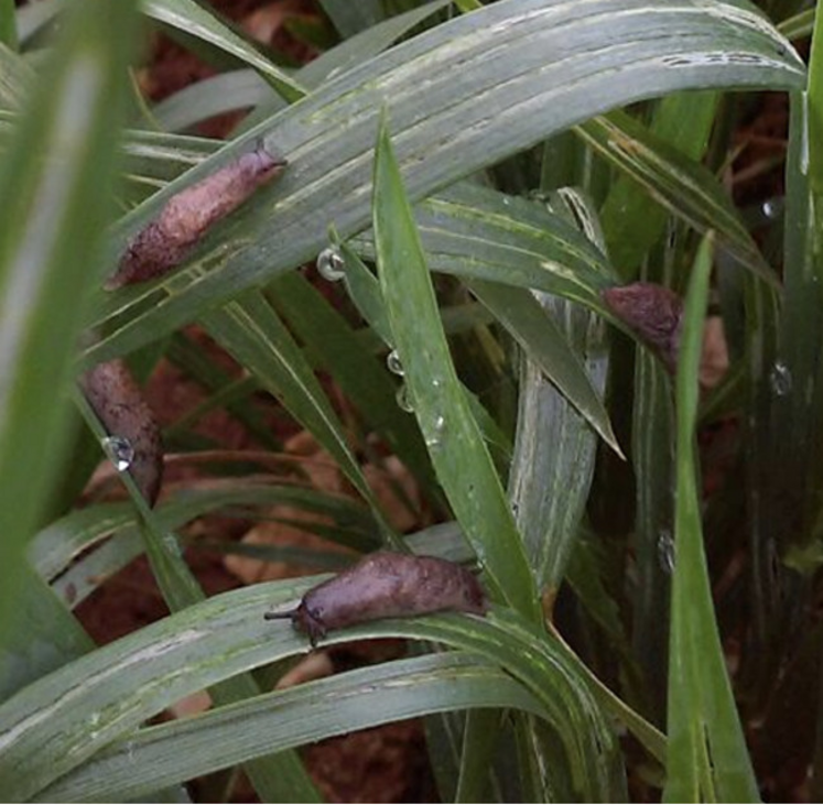 Les seuils d'action se situent entre 1 et 10 limaces au m2 selon les cultures et les stades d'évolution de la plante.