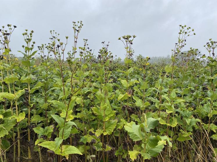Sur cette parcelle située à Saint-Gelais, la récolte a commencé il y a quelques jours.