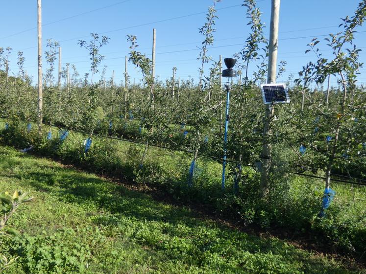 Afin de compenser un peu les effets de la sécheresse, le verger est irrigué par un système d'irrigation par goutte-à-goutte. « Nous pilotons notre irrigation de façon très limitante grâce à un système de sondes tensiométriques implantées à 25 et 50 cm dans le sol », explique Soufiane Hachmi. « Cela coûte cher, mais c'est indispensable pour économiser l'eau au maximum », complète Issam Hachmi.