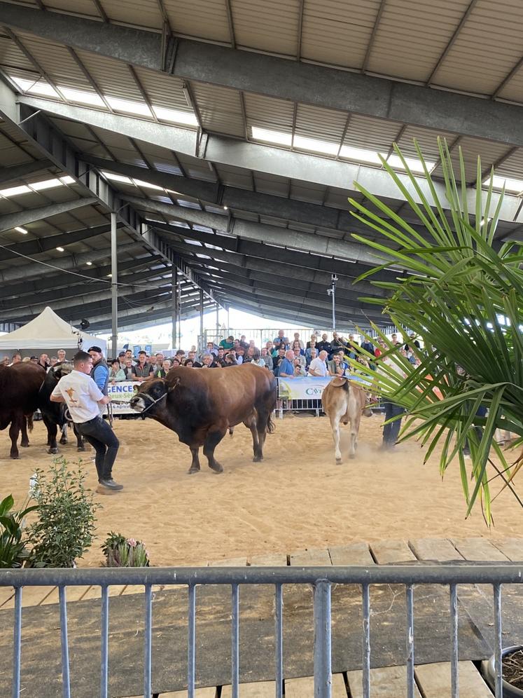 Le défilé des animaux primés, un grand moment.