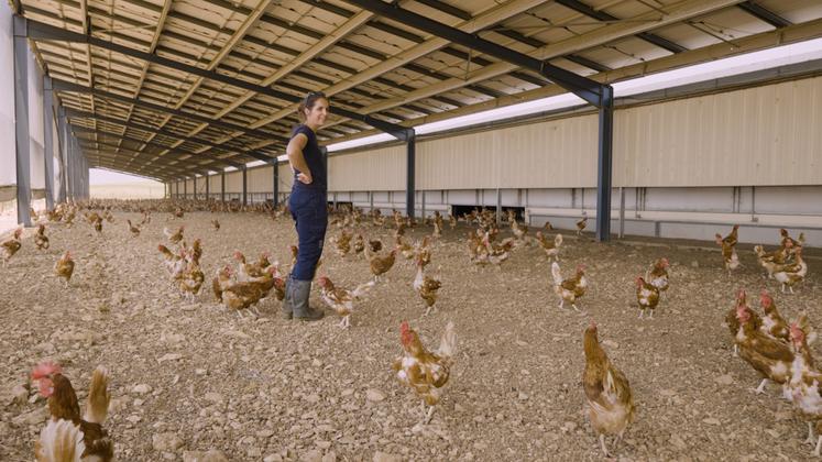 Lucie Mainard a installé des filets de protection permettant ainsi aux poules de sortir pendant les  confinements lors des épisodes de grippe aviaire. 