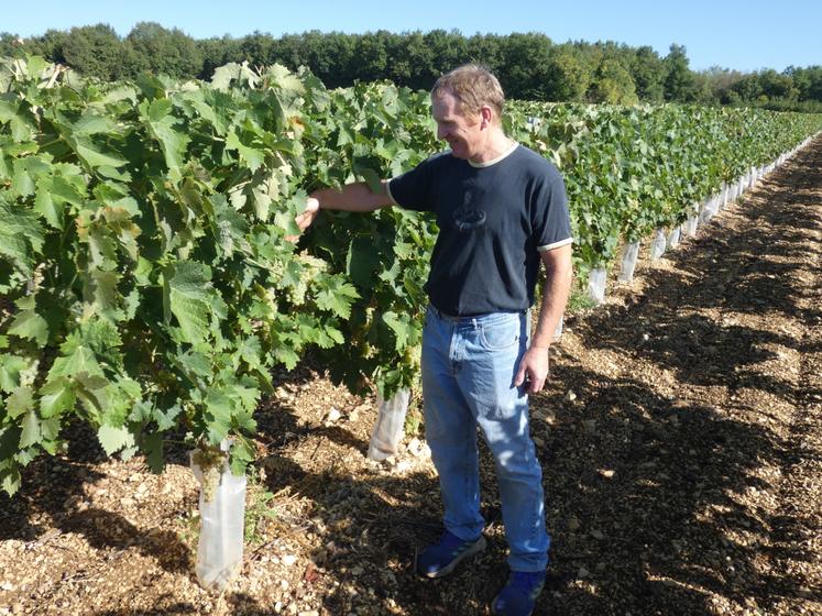 Jérôme Brisset s'attend à des récoltes meilleures que l'an passé grâce à l'effet des dernières pluies sur les raisins.