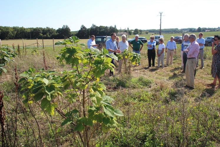 Le paulownia peut être valorisé jusqu'à 150 € par m³.