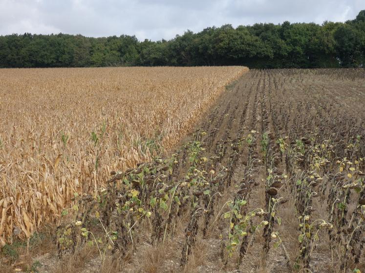 Les maïs comme les tournesols ont souffert des coups de chaleur de l'été.