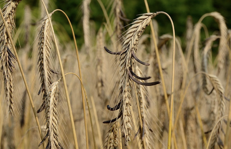 L'ergot a été particulièrement présent dans les récoltes d'été.