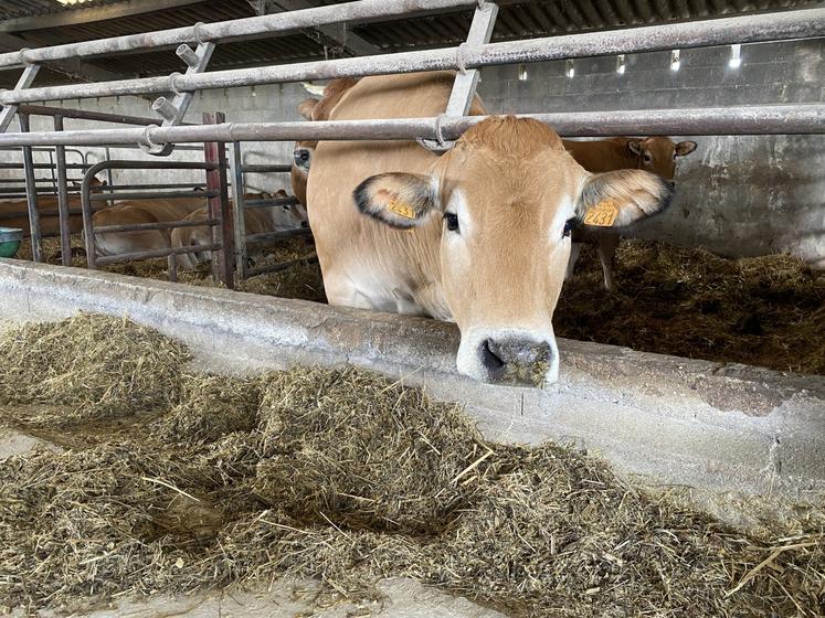 La ration 60 % méteil-40 % maïs a permis de diminuer le temps d'engraissement des vaches de deux mois.