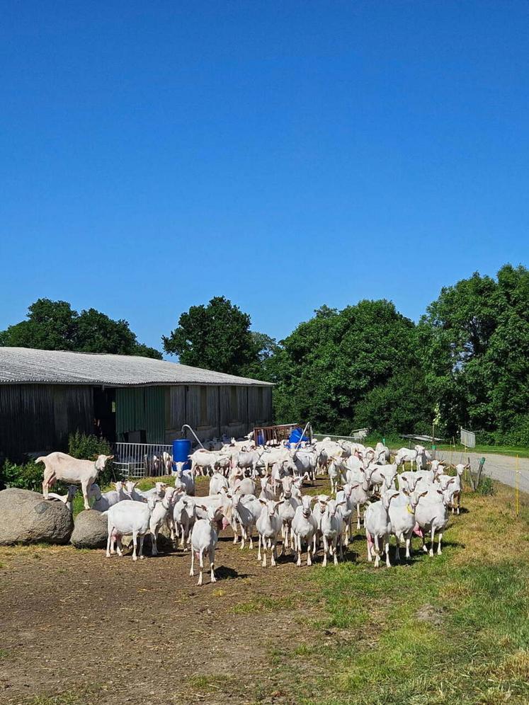 Tony Billy moutiers sous Chantemerle 79 chèvres extérieur