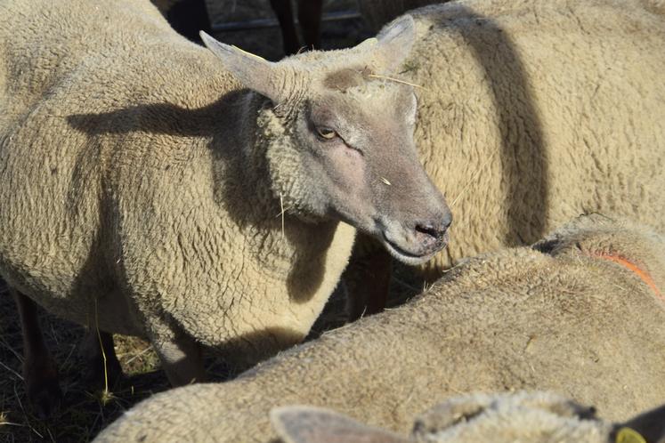 Le salon Tech Ovin est l'occasion de prendre le pouls de la filière ovine. Les problèmes sont essentiellement sanitaires, cette année.