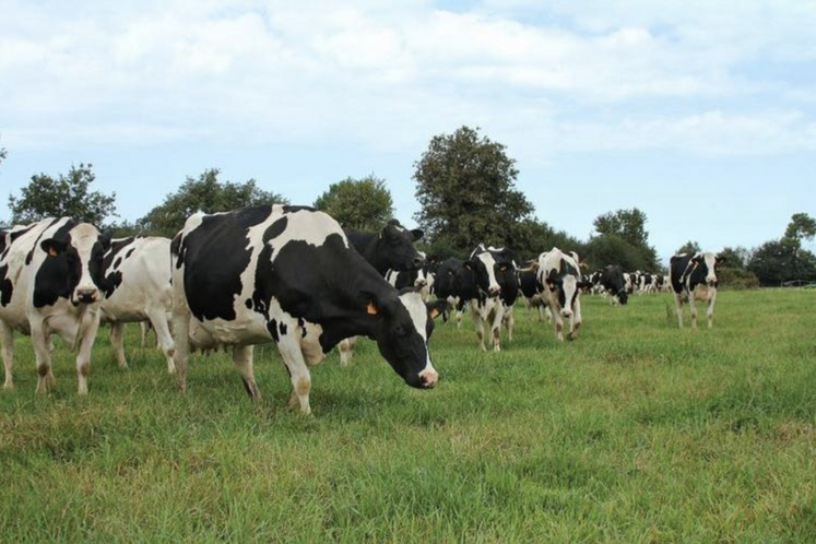 Les vaches pâturent 60 ares par jour, avec une gestion au fil.