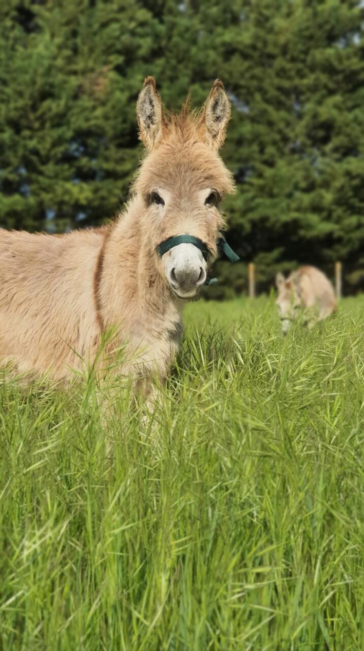 Les ânons nés sur l'élevage servent au renouvellement ou sont vendus.