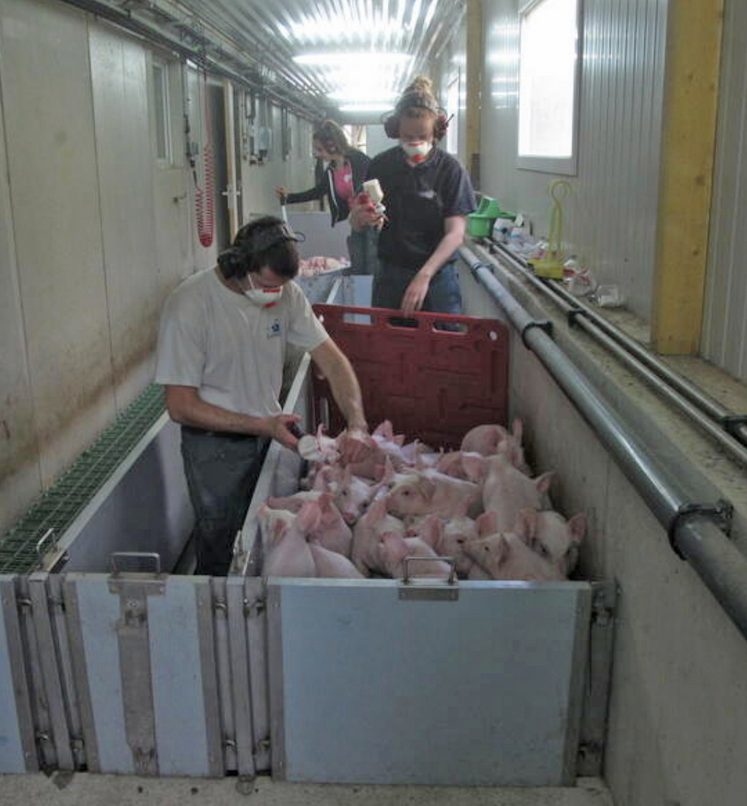 La fosse de vaccination, pensée avec la MSA, dans le Finistère.