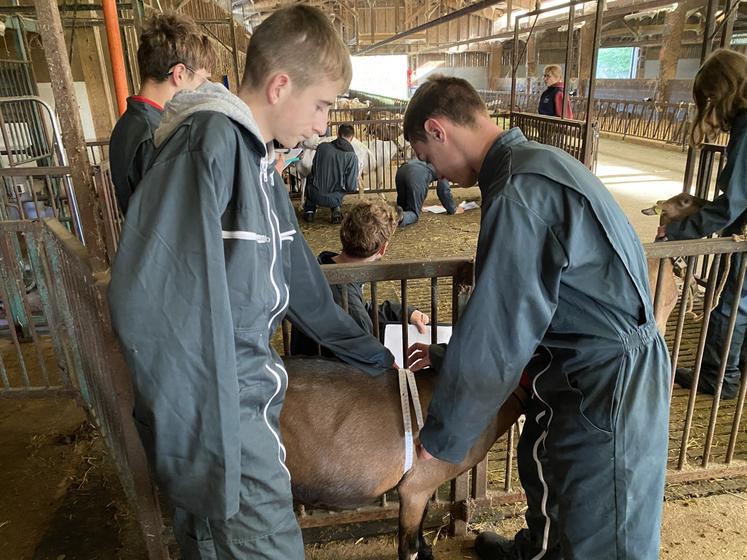 Mesurer la poitrine de l'animal fait partie des épreuves.