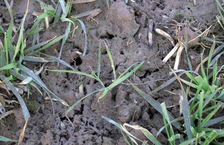 Face aux adventices, la combinaison de plusieurs leviers
reste la stratégie à privilégier.