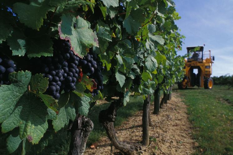 Les dates de vendanges de nos vignobles ont avancé d'environ 20 jours depuis les années 1980.