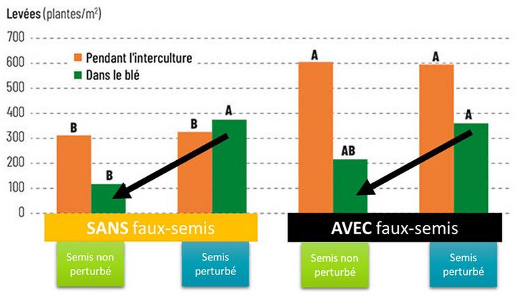 Levées de ray-grass pendant l'interculture et dans le blé suivant en fonction de la gestion de l'interculture et du semis - 4 essais entre 2007-2008 à Boigneville (91) et 2014-2015 à Crestot (27). « Perturbé » : sol perturbé avant (dans les 10 jours précédant le semis) ou au moment du semis. Une même lettre indique qu'il n'y a pas de différence significative entre les résultats.