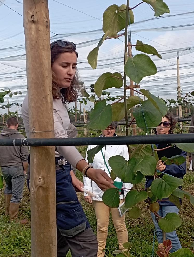 « La fleur de kiwi n'est pas très appétente. Les pollinisateurs s'en vont si l'environnement n'est pas favorable. L'achat de boîte de bourdons peut aider à la pollinisation », précise la jeune productrice.
