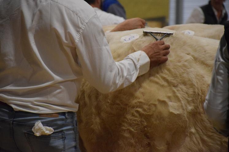 Le concours phare des Charolais en Deux-Sèvres, les Conviviales, est annulé au vu des exigences réglementaires.