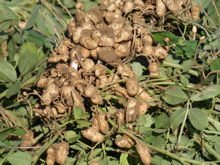 Les gousses contenant les cacahuètes poussent dans la terre. Elles sont généralement grillées avant d'être consommées ; fraîche, la cacahuète présente un goût très différent, plus proche de la noisette.