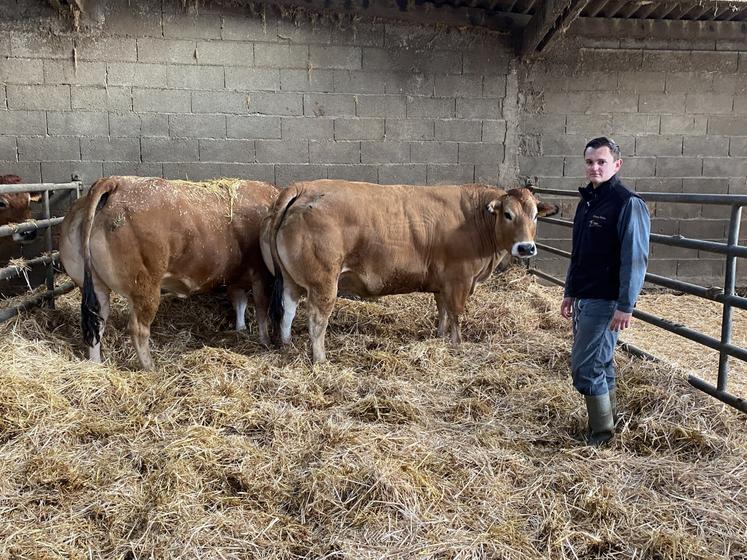 Antoine Babin avec deux des trois bêtes qui seront présentées au concours de l'Apocab. La race Parthenaise est à l'honneur de cette édition.