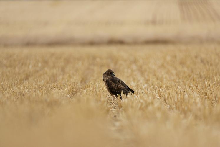 Jeune busard Saint-Martin