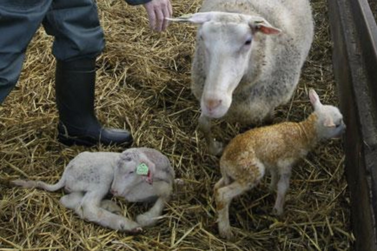 De nombreuses maladies infectieuses peuvent occasionner des avortements.