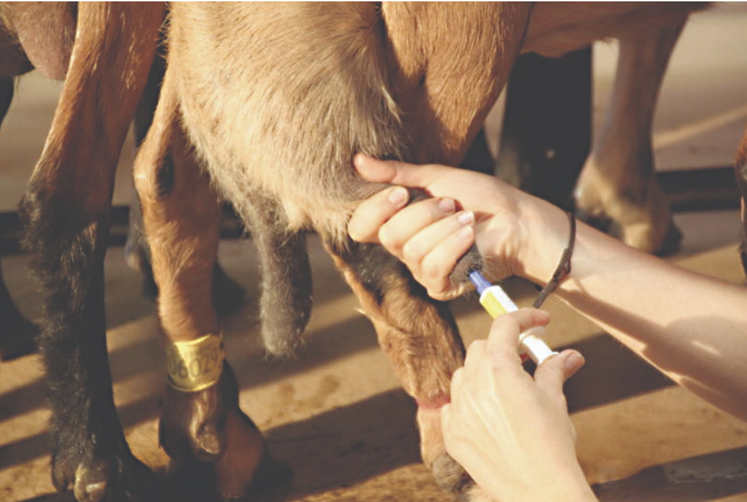 Le tarissement est le moment idoine pour appliquer un traitement antibiotique.