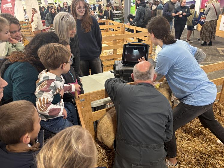 Les échographies de moutons ont été très suivies. 
