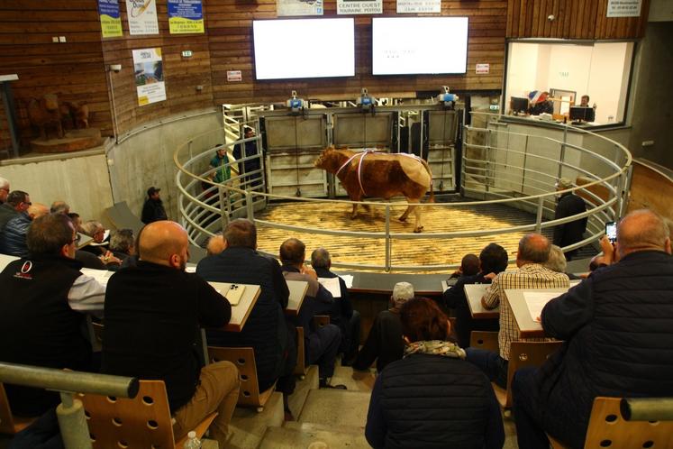 Une cinquantaine de bovins ont été présentés sur le ring.