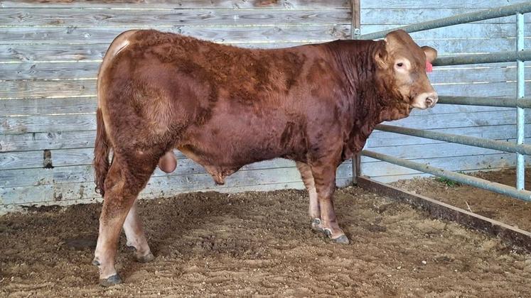 Volcan RJ ja été vendu 22500 euros.