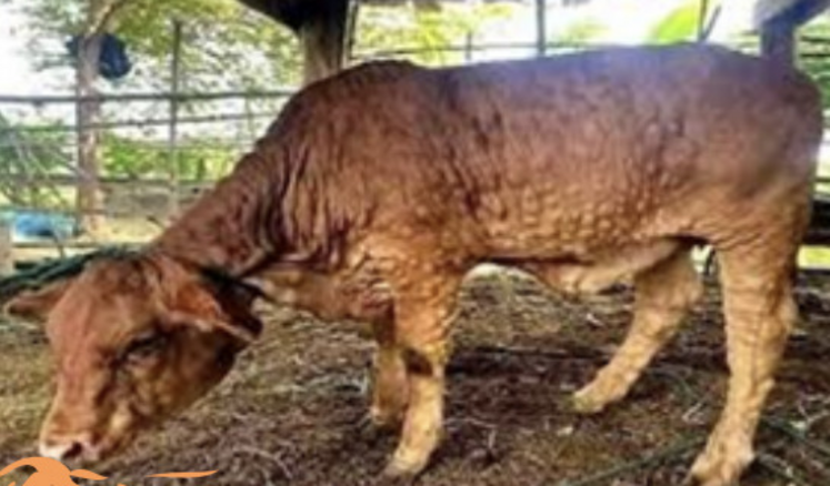 Depuis le 29 juin, la France comptabilise 113 foyers de DNC.