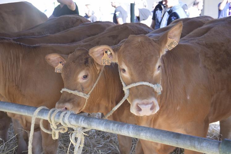 " La structure de la production charentaise, ce qui pousse chez nous, tout est cohérent avec de l'élevage bovin," insiste Laurent Vignerond, directeur adjoint de Corali.